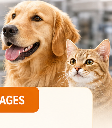 Golden retriever and tabby cat