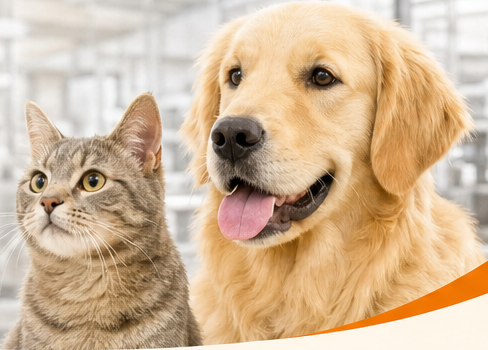 A tabby cat and golden retriever